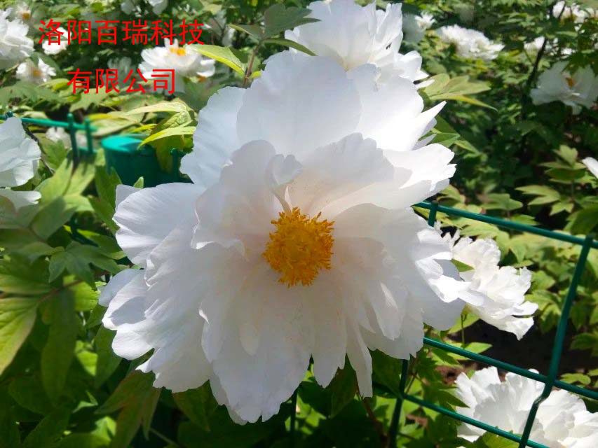 1587021203732394.png 图片4.png